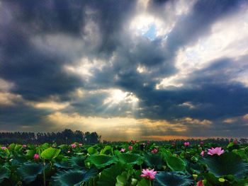 Close-up of red flower blooming against cloudy sky