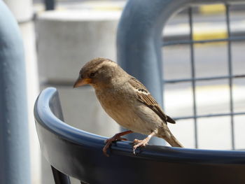 Close-up of female sparrow on chair