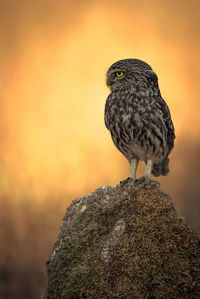 Close-up of owl perching on rock