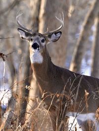 Deer in a field