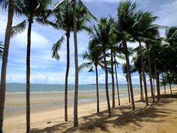 Palm trees on beach against sky