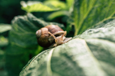 Close-up of snail on leaf