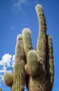 Low angle view of cactus against blue sky