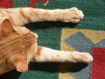 Close-up of ginger cat on rug