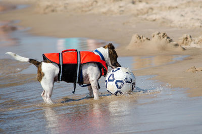 Dog wearing a life jacket, plays with a soccer ball  at the beach