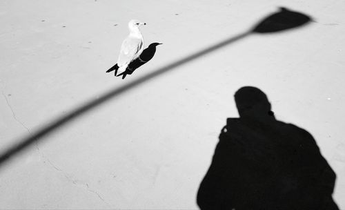 Shadow of a bird flying over footpath