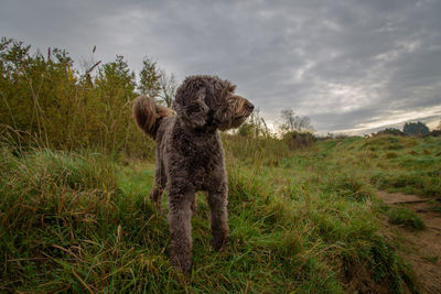 Dog standing in field