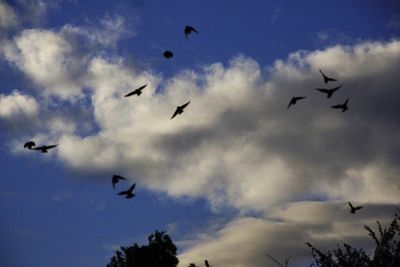 Low angle view of birds flying in sky