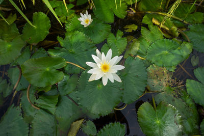 High angle view of white flowers floating on water