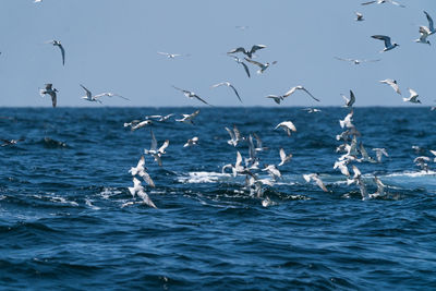 Seagulls flying over sea