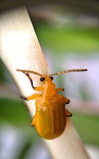 Close-up of insect on flower