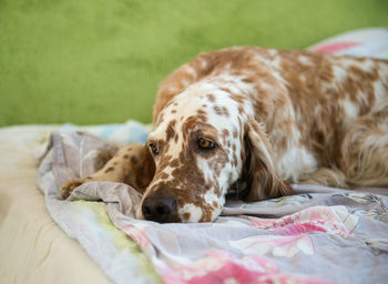 Close-up of dog english setter resting on bed