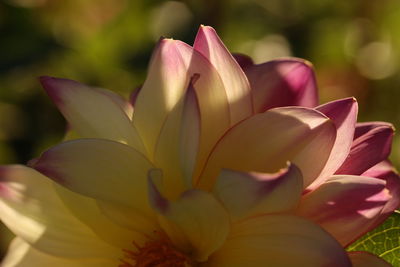 Close-up of pink flower