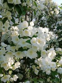 Close-up of white cherry blossoms in spring