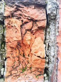 Close-up of tree trunk