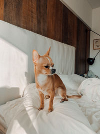 View of a dog lying down on bed