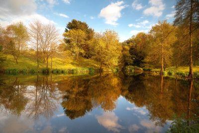 Reflection of trees in water