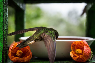 Close-up of bird of perching on plate by flowers