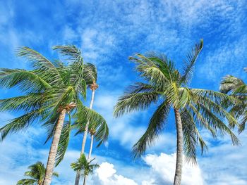 Low angle view of coconut palm tree against sky
