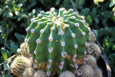 Close-up of plants