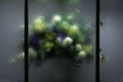 Close-up of window