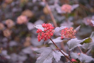 Close-up of red maple leaves on plant during autumn