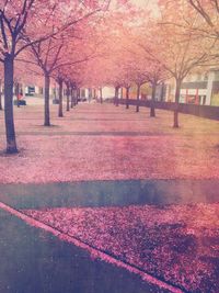 View of trees in park during autumn