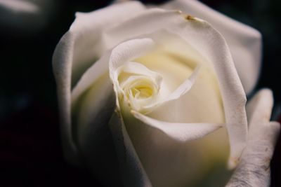 Close-up of white rose blooming outdoors