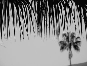 Close-up of palm tree against sky