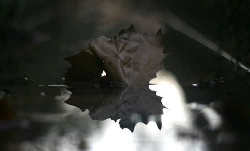 Close-up of maple leaves floating on lake