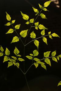 High angle view of plant