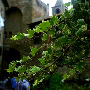 Close-up of plant growing on tree