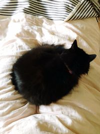 High angle view of cat sleeping on bed