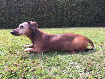 Side view of dog lying on field