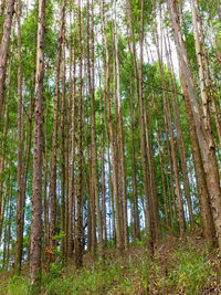 Low angle view of bamboo trees in forest