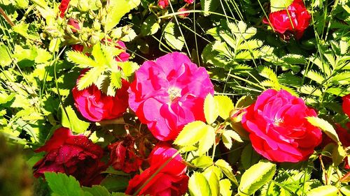 Close-up of red flowers blooming outdoors