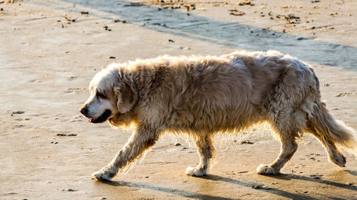 Full length of a dog on beach