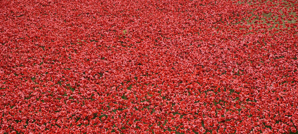 Full frame shot of red flowers