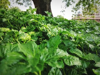 Close-up of fresh green plants