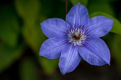 Close-up of blue flower