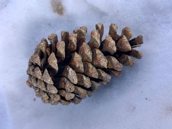 High angle view of pine cone on table