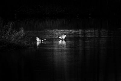 Bird flying over lake