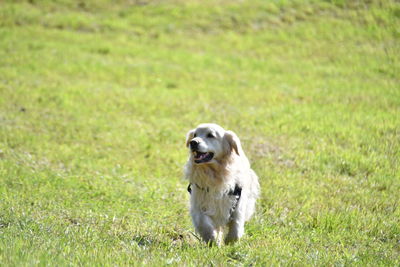 Portrait of dog running on grass