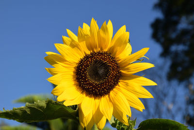 Low angle view of sunflower against sky