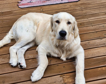 High angle view of golden retriever relaxing on wood