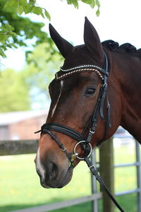 Close-up of horse by fence