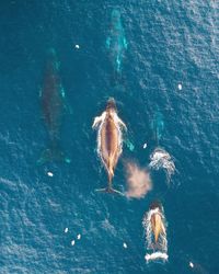 High angle view of fish swimming in sea