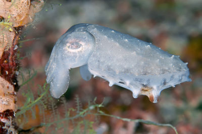 Close-up of fish swimming in sea