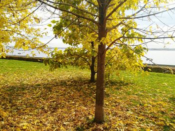 Trees on field during autumn