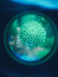 Close-up of jellyfish in sea